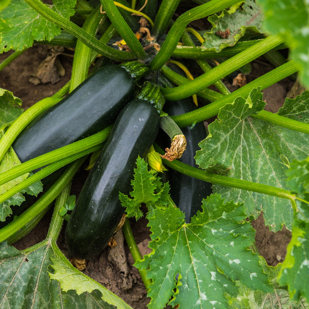 The Old Farmer's Almanac Heirloom Summer Squash Seeds (Black Beauty Zucchini)